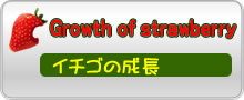 �C�`�S�̐���